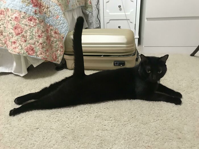 Is My Cat Broken?
