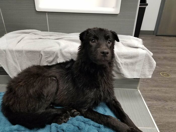 This Is My Dog Badger, She Has A Llama Neck