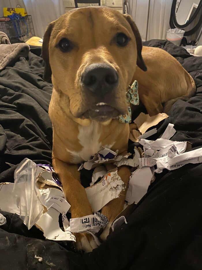 I Didn’t Get The Job I Wanted So My Dog Ate My Rejection Letter
