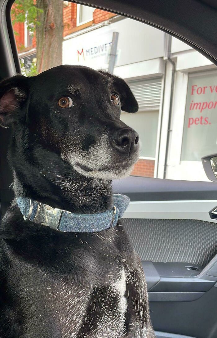 The Look My Best Friend’s Dog Gives Him When He Realises He’s At The Vets And Not At The Park