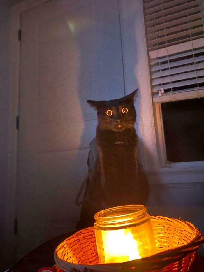 My Friend’s Cat, Winston. Either He’s Seeing Beyond The Veil, Or He Just Found Your Late-Night Internet Search History