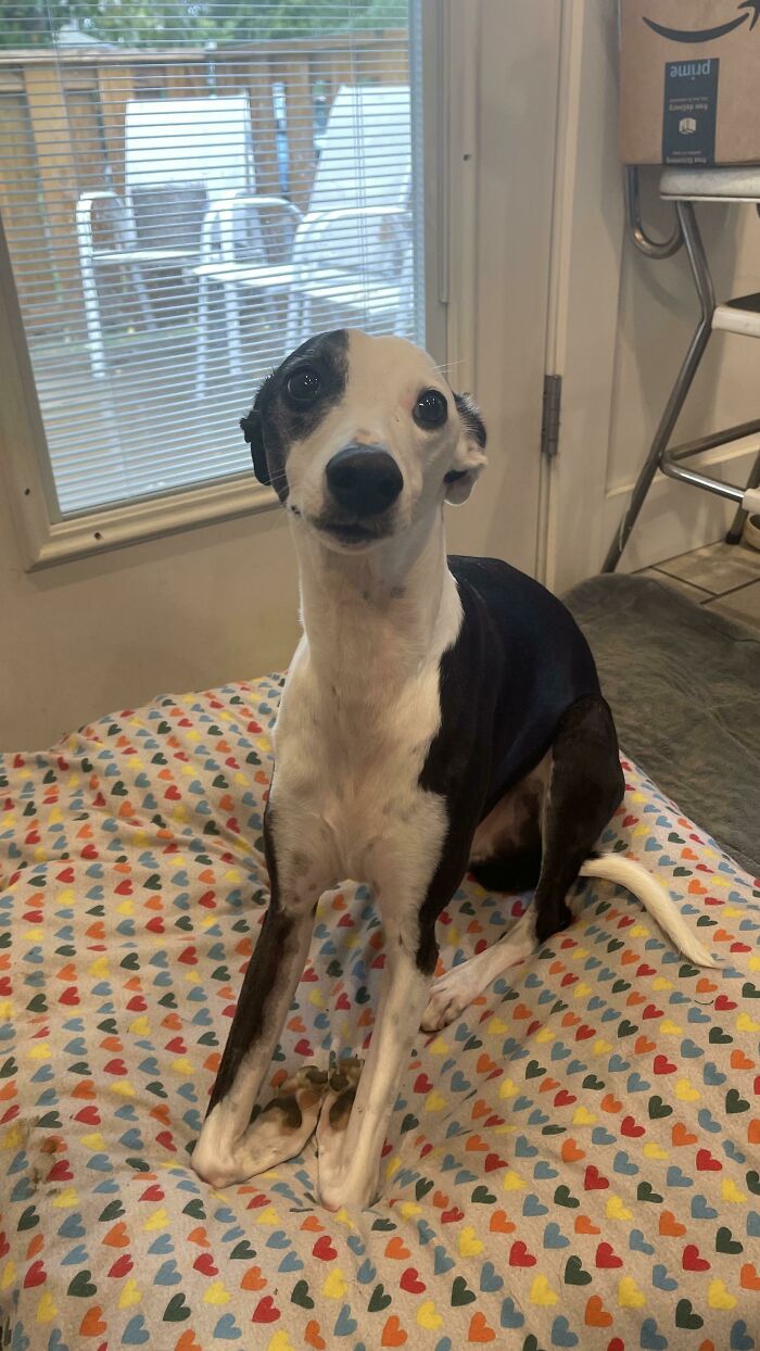 Dragged His Bed In Here To Put On His Best Starving Puppy Act While I Cook (The Tile Is Too Cold For His Royal Hiney