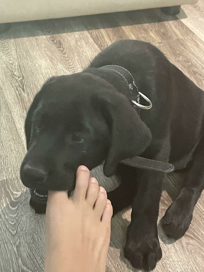 The Continued Saga Of Toe Muncher