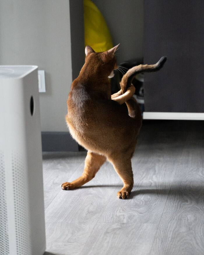 No sé si es un gato o un dinosaurio