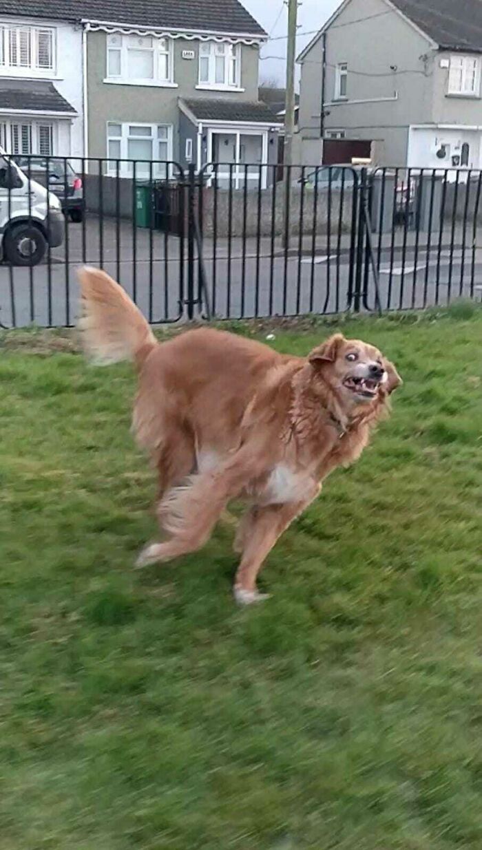 A Photo Of My Sister's Dog Having The Time Of His Life