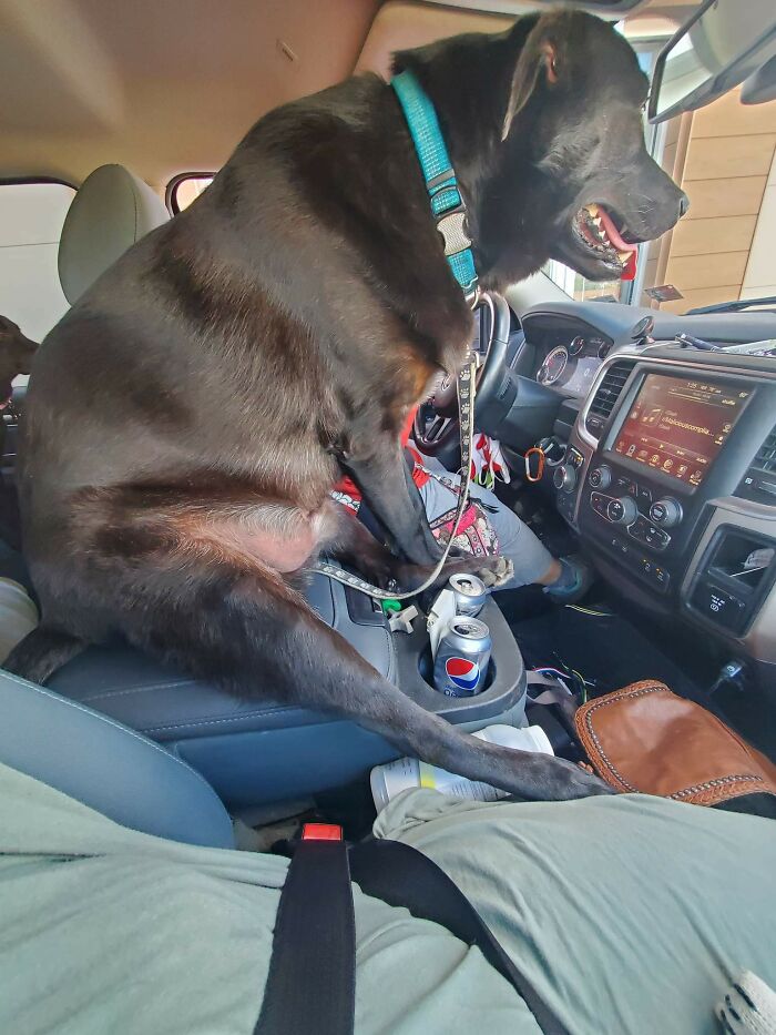 My Dog Thinks He Can Still Sit On The Console