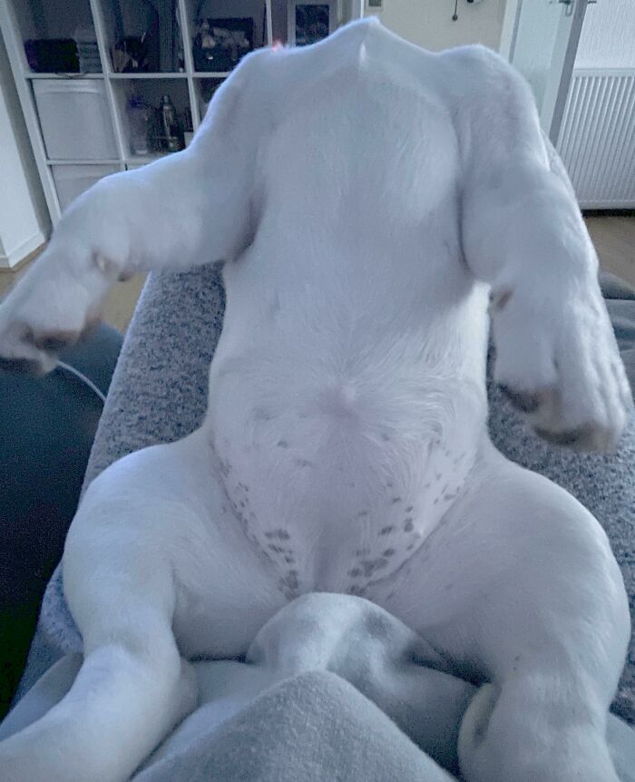 Rotisserie Style Naps