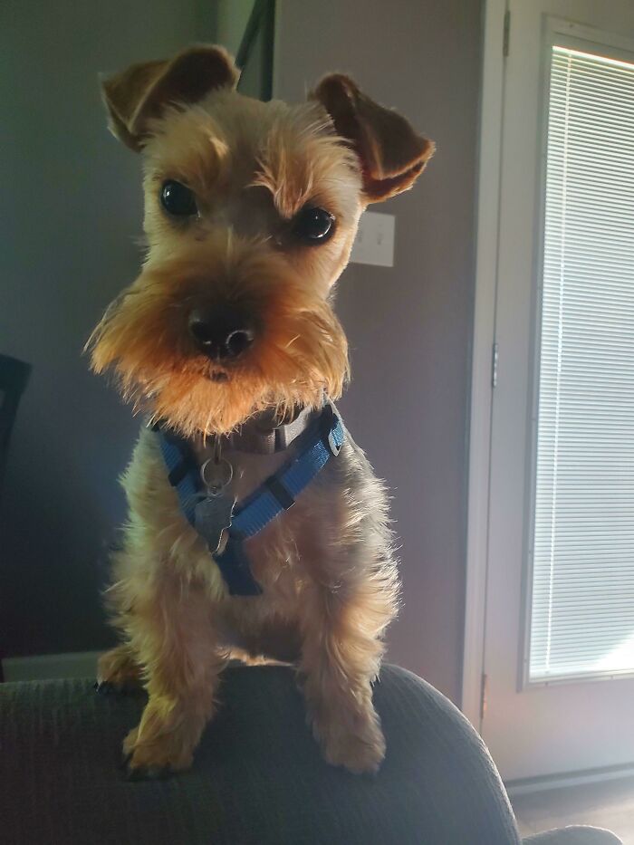 Toby Is Telling Me He Wants Dinner An Hour Early