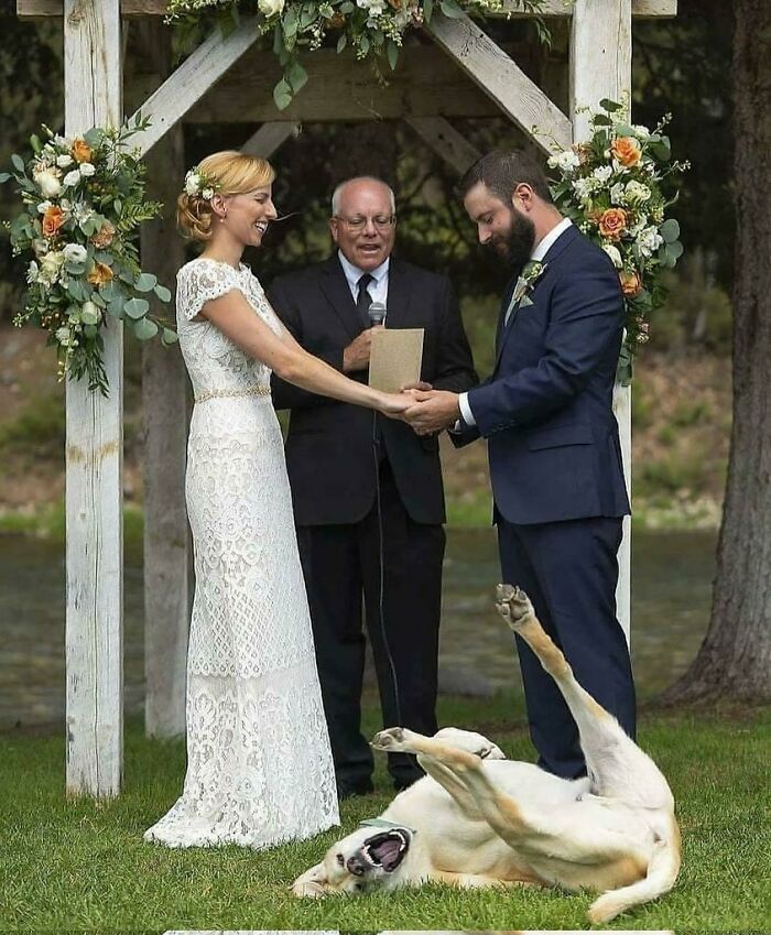 Doggo: So You Are Getting Married... Lmao