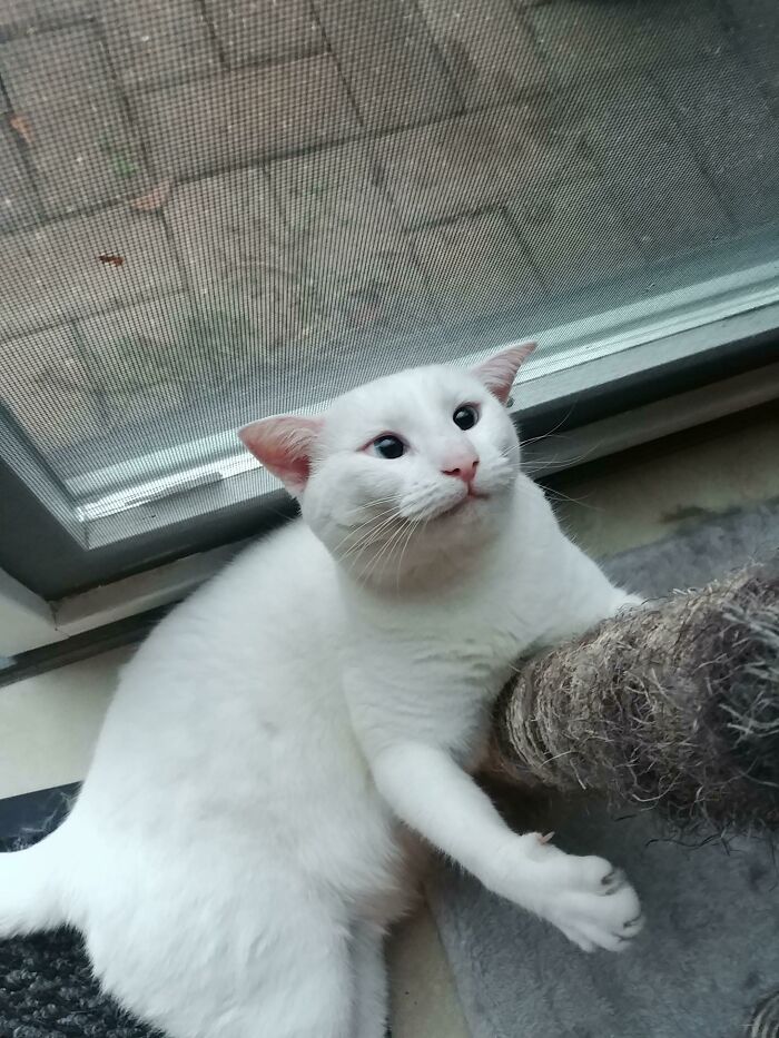 She's An Actual Goblin