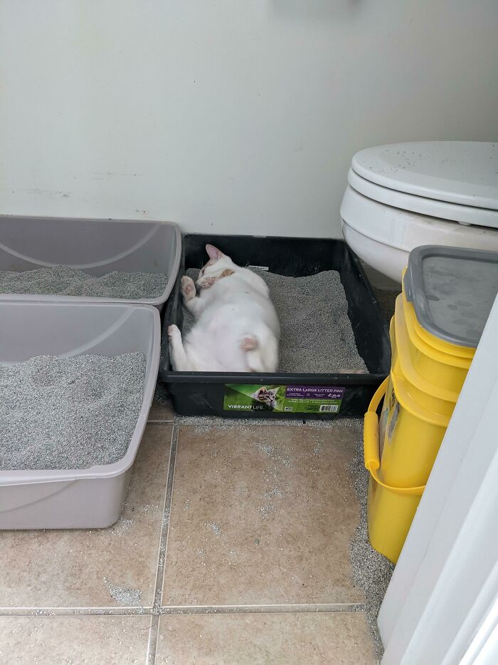  ¿Creen que le gustaría ir a la playa? Hace esto todos los días