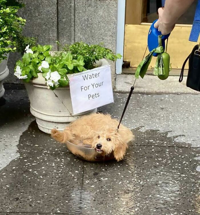 Doggo Doesn't Get It