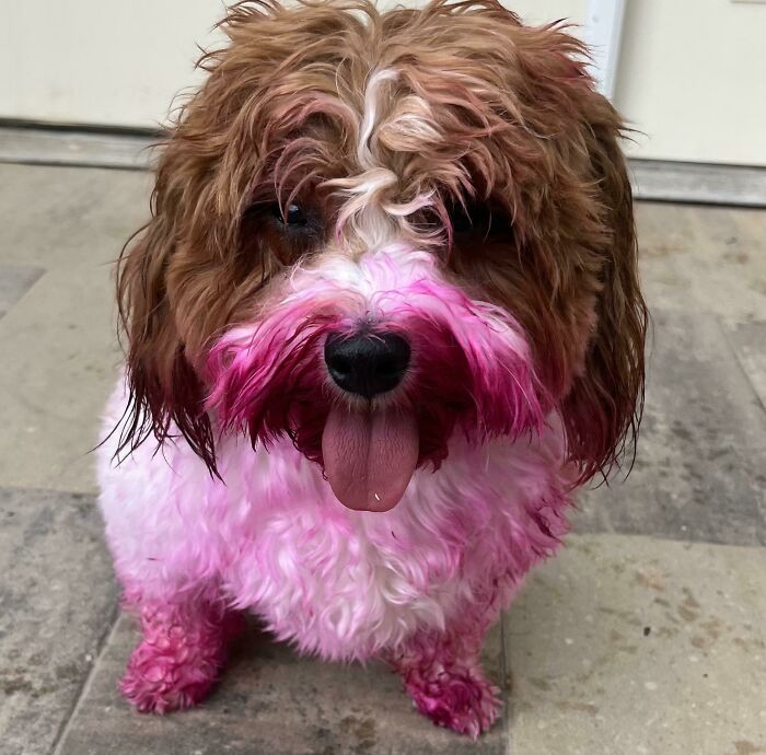 Mystery: Who Was So Smart They Chewed Through A Canvas Bag And Ate A Whole Tube Of Magenta Oil Paint? I'll Give You 30 Guesses