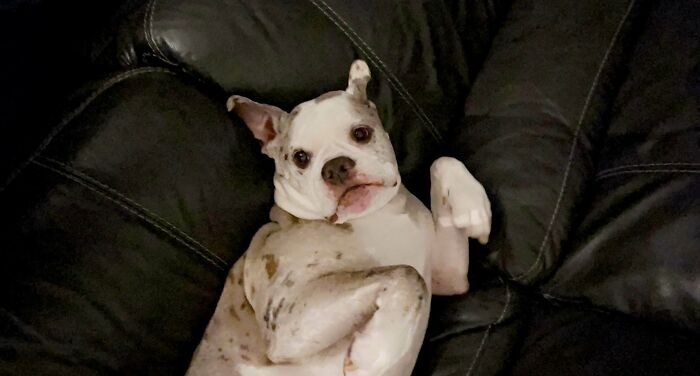 Everyone Calls My Dog Ugly But I Love Him To Death