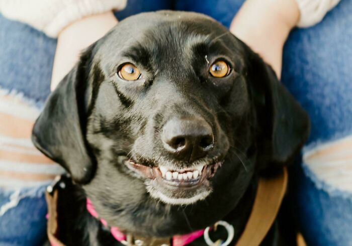 We Recently Got Our Engagement Photos Taken. Unfortunately, We Had To Bring My Fiancee's...special Dog With Us