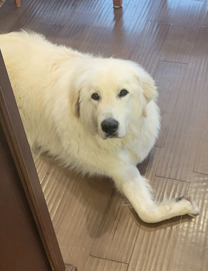 The Way My Dog Lays Down