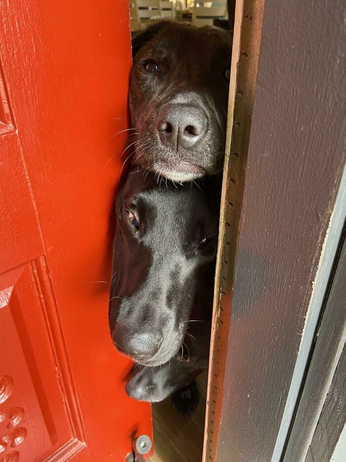 How Many Dogs Does It Take To Answer The Door?