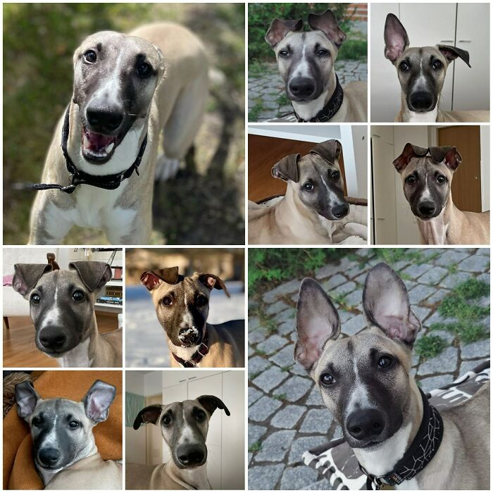 Our Whippie Puppy Has Different Style For Every Mood