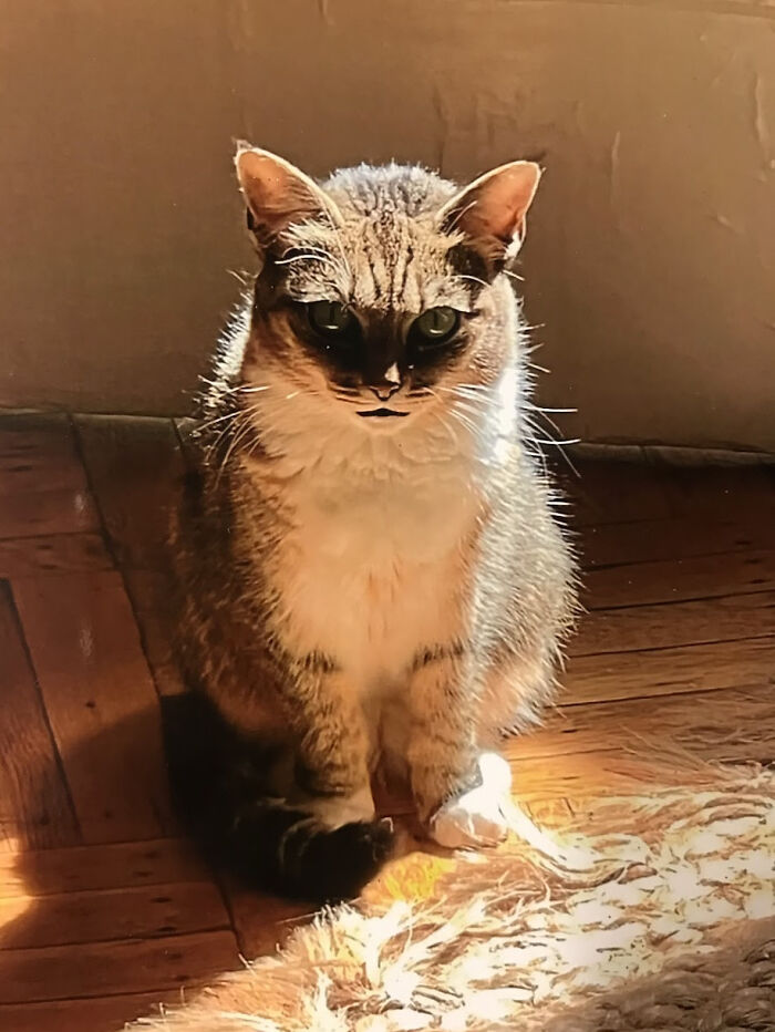 Parece que a Cricket, mi gato, no le agradó la persona que cuidó la casa. Pero esto es aterrador