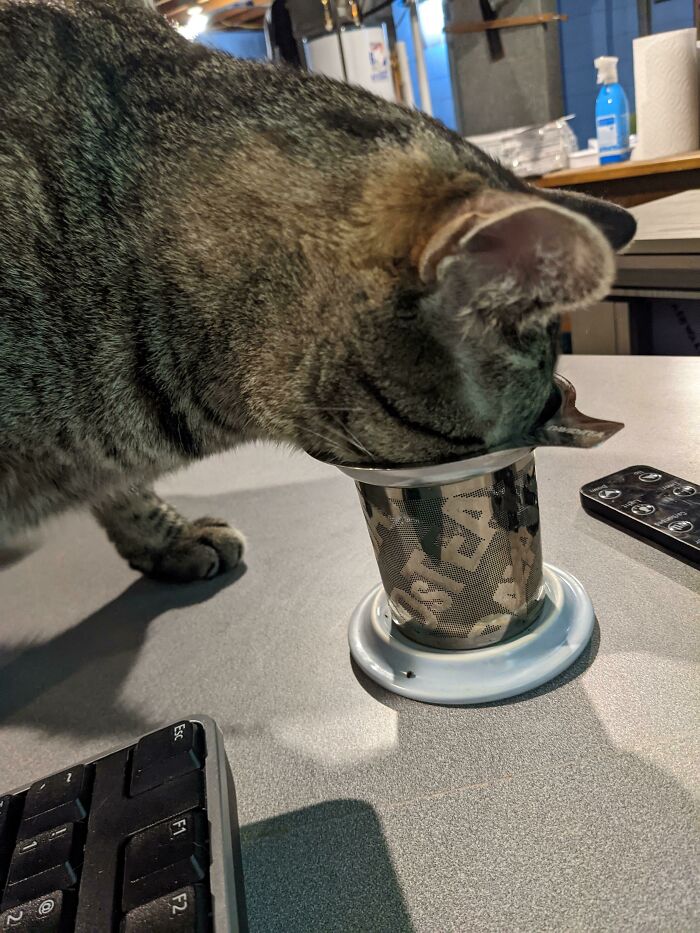 No deja de oler las hojas de mi té