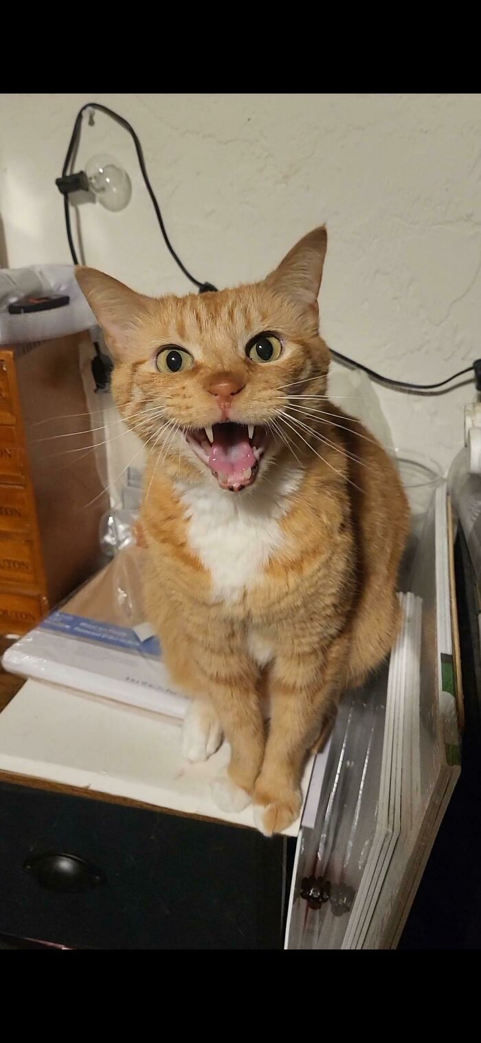 Doobert Thinks This Is A Reasonable Way To Ask For A Hug