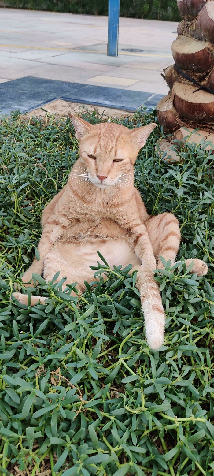 He Loves Relaxing Like This Every Evening 😍