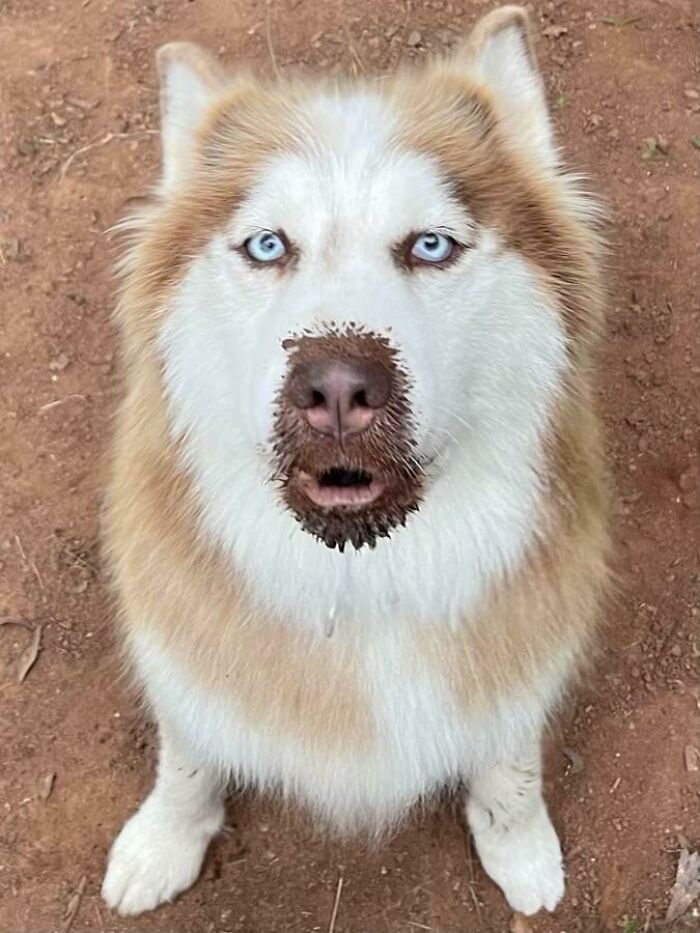 Hi. I Just Got Back From The Groomers An Hour Ago