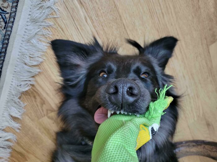 I’ve Been Away From Home For A Month And My Brother Sends Me This Picture Of My Dog, Sally