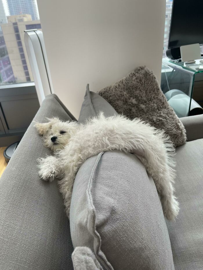 This Little Weirdo’s Idea Of Comfort