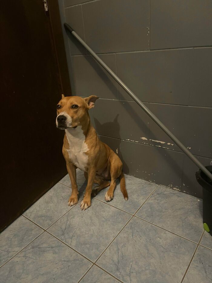 Every Time I Want To Poop She Cries Until I Let Her In Then She Silently Watches Me In The Corner