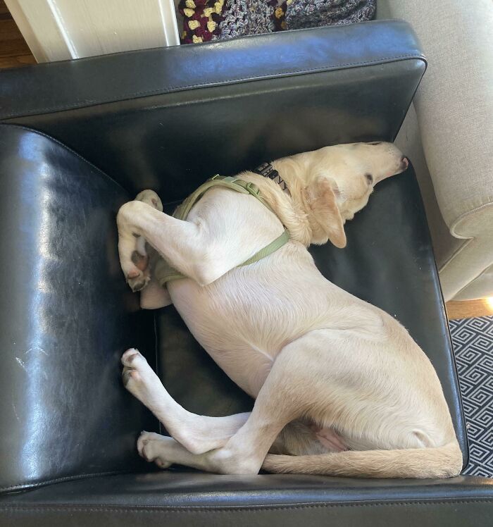 Got This Build-Your-Own Dog Kit, But I Think I Screwed The Head On Wrong…