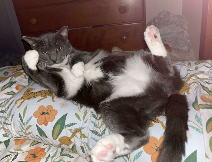 Bolero Aka Mr. Steal Your Girl