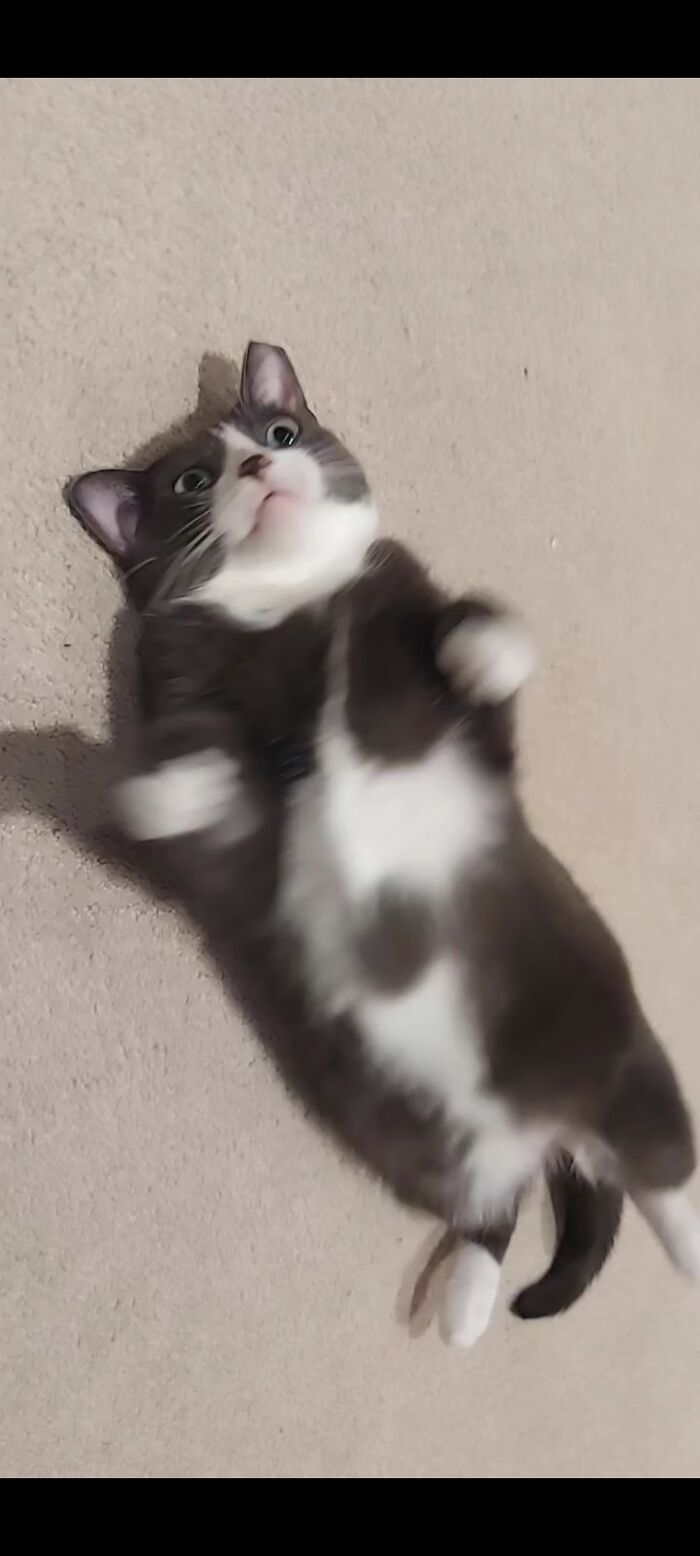 She's Running On Orange Cat Software