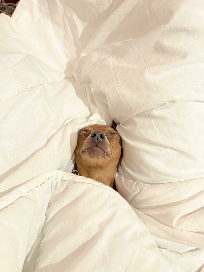 The Sleep Of A Queen