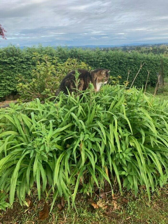 My Cat Stands In The Bushes To Drink Water Off The Leaves. He Has Plenty Of Fresh Water Elsewhere