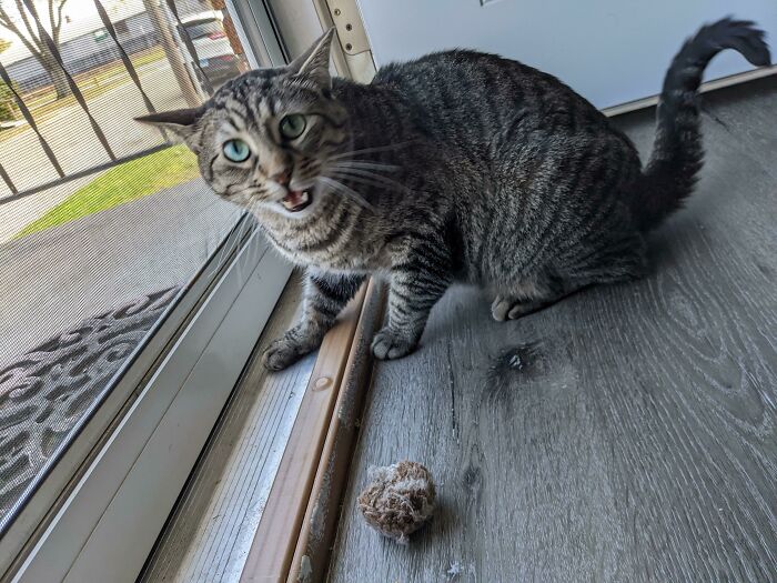 The Falling Leaves Are Too Fast For Him To Catch