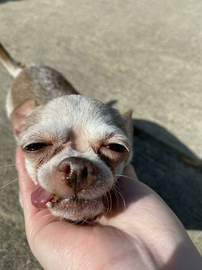 This Is Coco. She Never Allows Me To Get A Cute Photo Of Her, But Atleast She's Happy (I Think)!