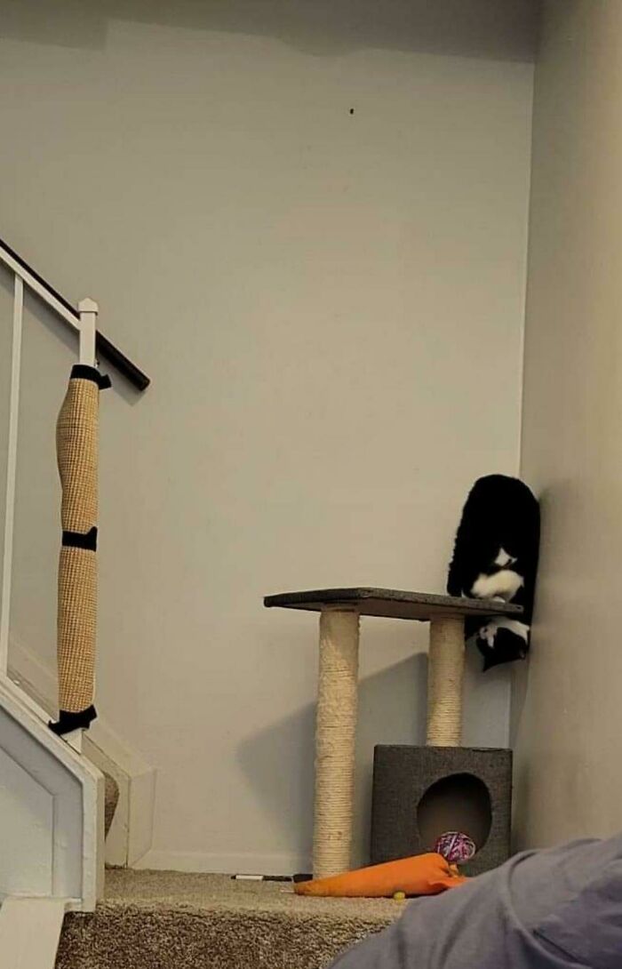 I Have A Bat, Apparently