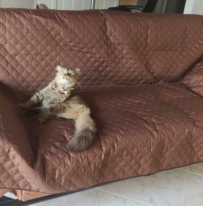 Added A Slipcover, This Is Her Reaction