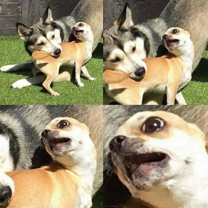 The Assassination Of Julius Caesar By Brutus- 44 Bce