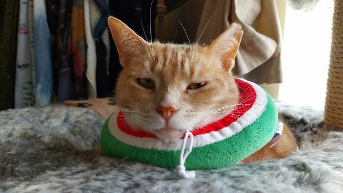 Cone Of Shame Destroyed.. Time For The Donut Of Dispair