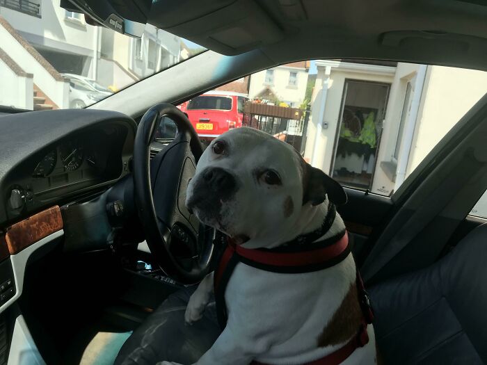 Doggo Wanted To Drive To The Beach, Had To Spend 20 Mins Explaining To Him He’s Not A Human And Doesn’t Have Thumbs To Change Gears