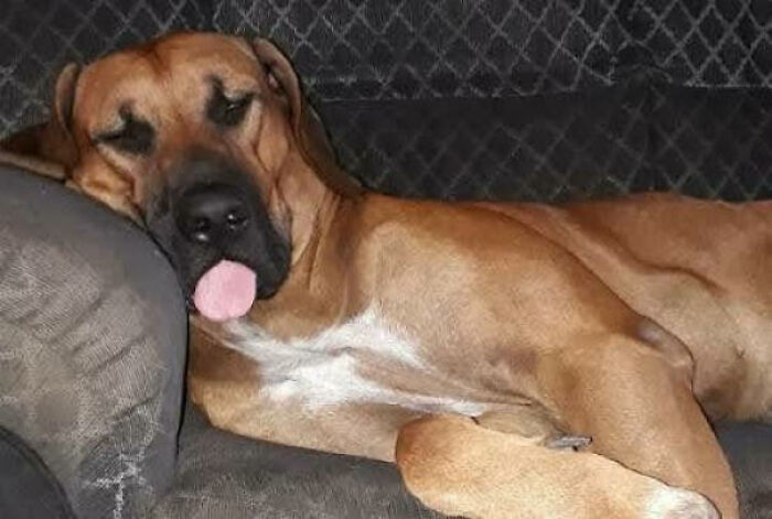 "The Answer Is Yes, The Ridgeback Was Developed In Africa To Corner And Hold Big Game Prey, Such As Lions, Bears, And Boar."