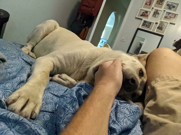 Sometimes I Get Woken Up To My Hand Being Eaten