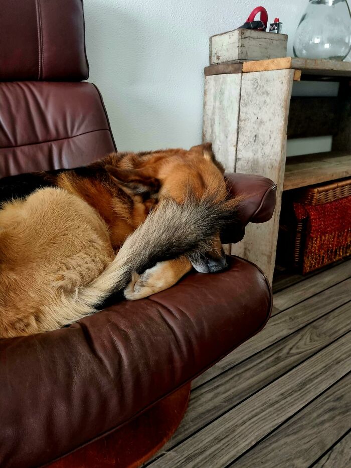 So My German X Belgian Shepherd, Realised After 11 Years He Can "Shut The Blinds"