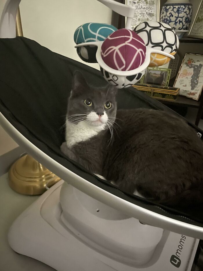 Concerned About How Sasha Will React When She Learns The Mamaroo Was Not Purchased For Her