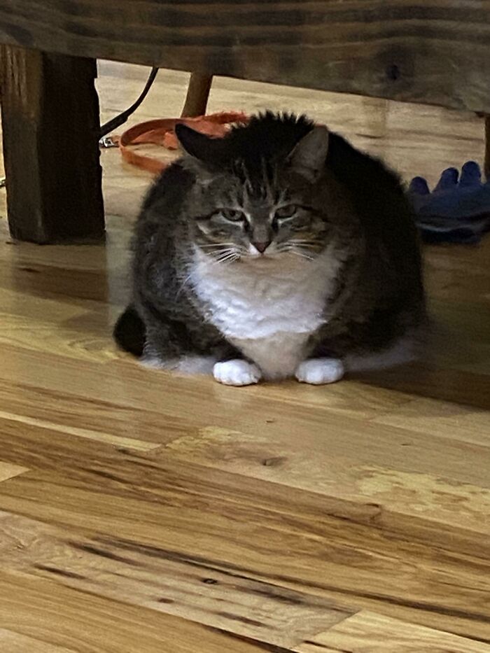 Why Is She Built Like A Scoop Of Ice Cream?