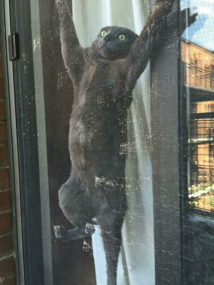 My Cat In A Predicament