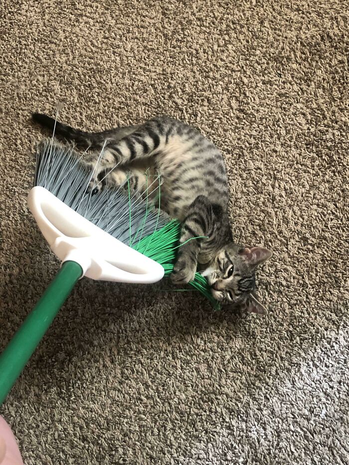 Catnip? Nothing. Broom? Everything