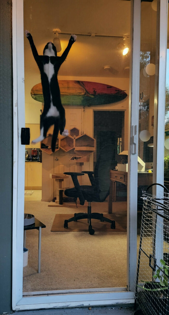 Trying To Enjoy A Simple Evening On The Patio